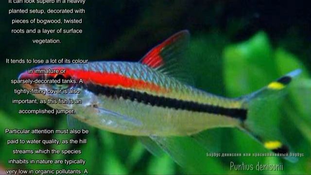 Puntius denisonii (Red Line Torpedo Barb, Барбус денисони) смотреть онлайн