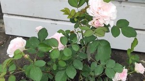 Роза Морден Блаш (Morden blush rose)