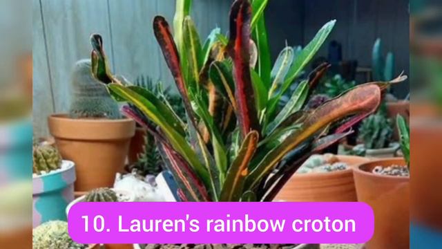 20+ must have croton varieties in India with names /croton plant varieties/best air purifier plant