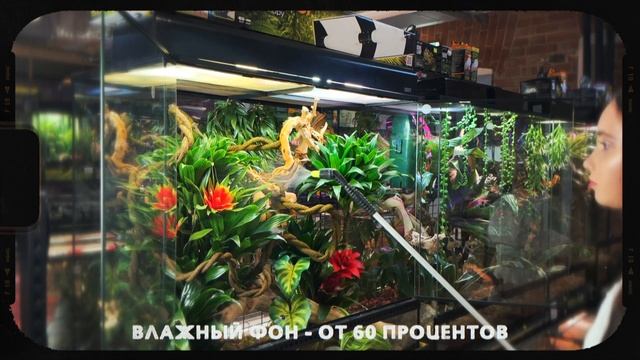 Бородавчатый или крокодиловый хамелеон ? Содержание, уход и условия | Отличия от Пантерового смотреть онлайн