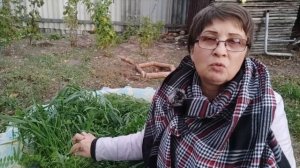 КАК ПРЕВРАТИТЬ ПЕСОК В ПЛОДОРОДНУЮ ЗЕМЛЮ/ ВЫ НЕ ПРЕДСТАВЛЯЕТЕ КАК ЭТО ПРОСТО И ЛЕГКО!!!!