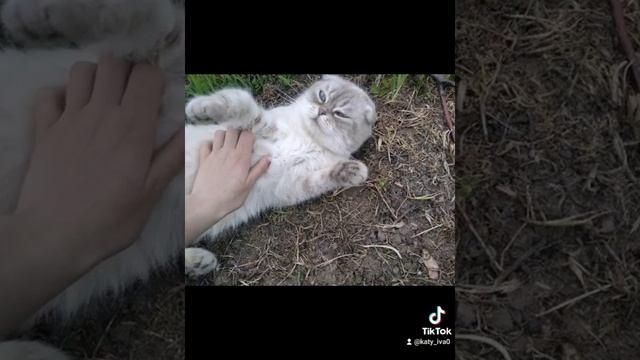 мой кот шотландский вислоухий зовут Мурзик. Часть 1 смотреть онлайн