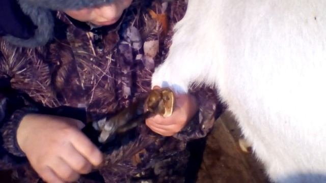 Стригу копыта козам! Копытные черви! смотреть онлайн