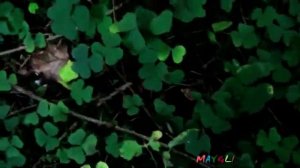 Рядовки бывают Разными Съедобные Паутинники