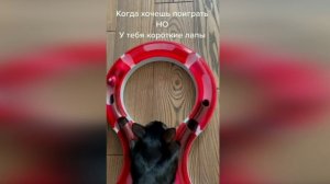 Подборка смешных видео и приколов. 183 Лучшие ПРИКОЛЫ 2023