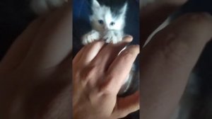 Котёнок шипит на хозяина