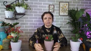 Почему у вас не цветёт декабрист ☘ Правильный уход за декабристом