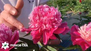 Spiffy peony. Спиффи пион. Пулков сад