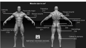 Как стать большим, или научный подход к набору мышечной массы. Размер мышц и пределы роста!
