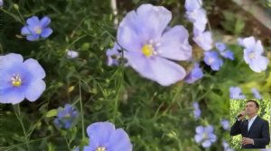 Владислав Косарев & Acoustic story  -  "The shadow of your smile" (Тень твоей улыбки)