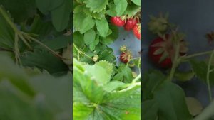 СЕНСАЦИЯ  сорт клубники который засыпает   ягодами??????#клубника #дача #мойурожай #сенсация