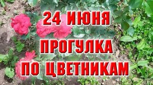 24 июня. Прогулка по цветникам