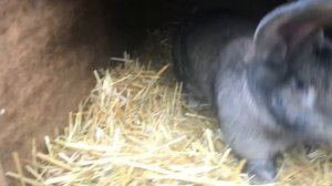 20 декабря 2017 г. Клетки для кроликов ,кролики Фландер- Ризен