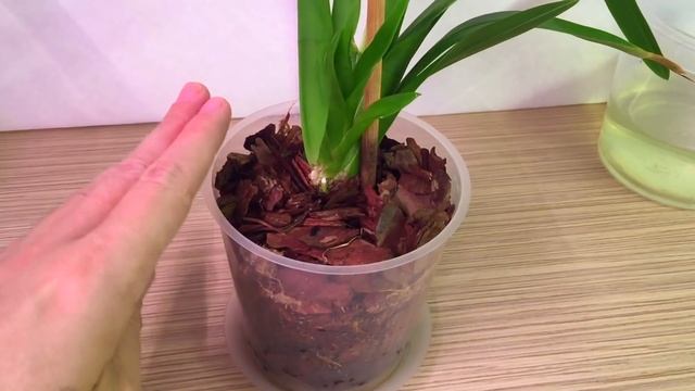 ОРХИДЕЯ Камбрия уход и полив после ПЕРЕСАДКИ первые РЕЗУЛЬТАТЫ смотреть онлайн