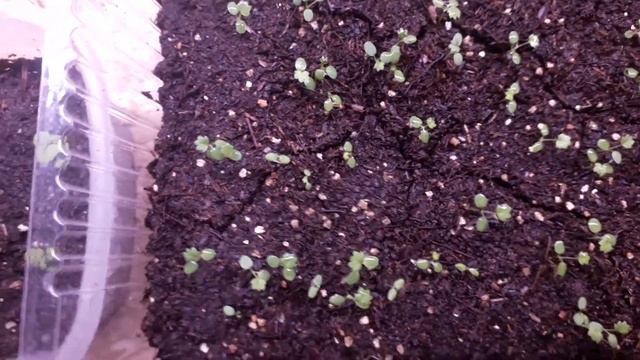 ЧТО Я УЖЕ ПОСЕЯЛА В ФЕВРАЛЕ 2021|ОБЗОР МОЕЙ РАССАДЫ смотреть онлайн