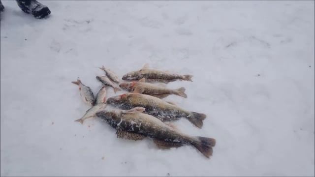 Рыбалка на водоёме в Савельево. 22.12.16. смотреть онлайн