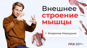 Внешнее строение мышцы | Владимир Меркурьев (FPA)