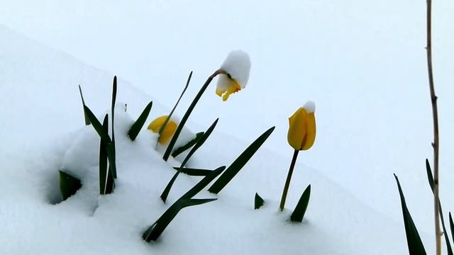После зимы обязательно наступает весна! смотреть онлайн
