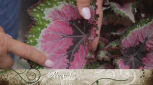 BEGONIA PLANTS: ( Begonia Types) Begonia Rex, Wax Begonia, Begonia Maculata/ Shirley Bovshow