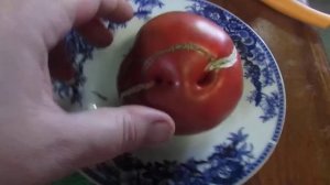 Томат Шоколадный пончик.