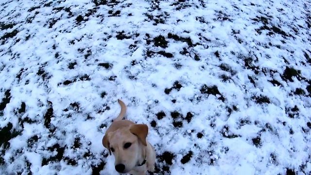 Лабрадор Яся МИНИ ОТЧЕТ по дрессировке послушания 20 дней смотреть онлайн