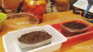 КОЛЬНИК ШЕЙХЦЕРА И САЛЬДАНЕЛЛА АЛЬПИЙСКАЯ, ПОСЕВ СЕМЯН НА РАССАДУ 🌺🤗