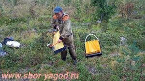 спец заказ сбор ягод www.sbor-yagod.ru