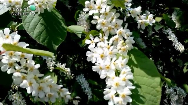 Черемшина смотреть онлайн