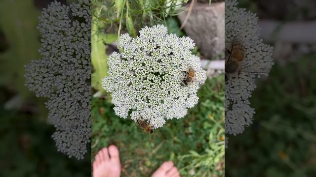 Honeybees on Ammi majus