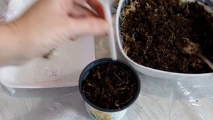 Посадка ризом ахименеса после зимнего покоя