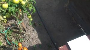 Томат Розовый мед  от Сибирского сада. Взвешиваем плоды