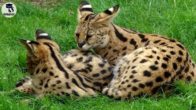 ✔ Самые редкие породы кошек