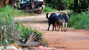 Top Three Dogs Mating on The Road 2021 Three Summer Dogs Meeting !! Lovely Pets