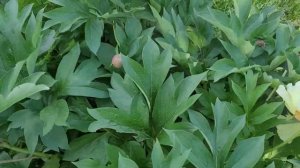 Пионы в моём саду. Пион ИТО-гибрид Garden Treasure.