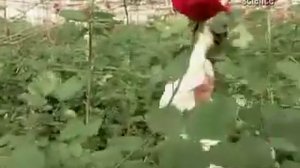 Как выращивают розы / Миллион роз от http://ecuador-flowers.ru/