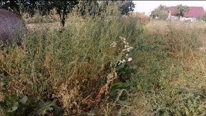 А-ля мотоблок тюнинг подножки, сбиваем ботву картофеля