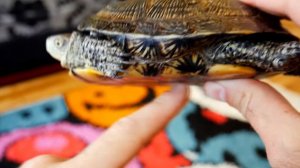 Реакция на ЧЕРЕПАХУ ЕНОТА ХАЙПА и КОТА ШТИРЛИЦА