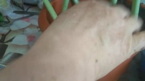 Эухарис  (Амазонская лилия). Пересадка её.
