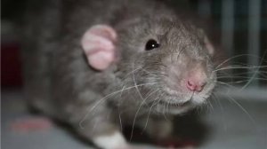 Сколько живут декоративные крысы/чем питаются/как ухаживать