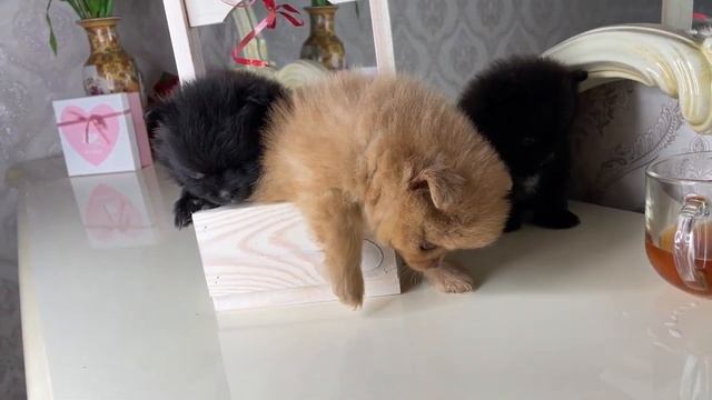 Новый помет щенков в питомнике шпицев Морошка Мама | Купить щенка мини шпица в СПб