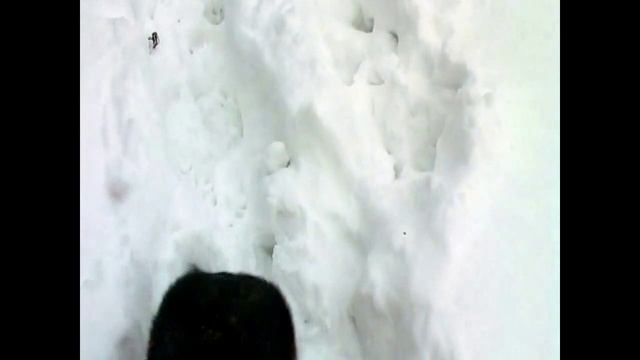 НЕМЕЦКАЯ ОВЧАРКА .mp4 смотреть онлайн