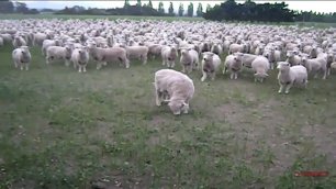 Овцы протестуют!
