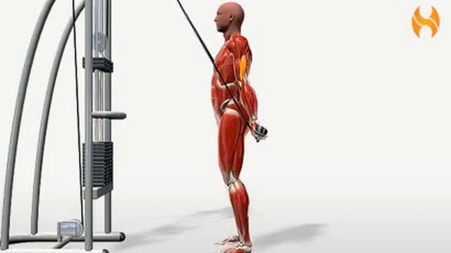 Bodybuilding Übungen- Rope Triceps Press-down   -  www.Hilfe-Forum.eu