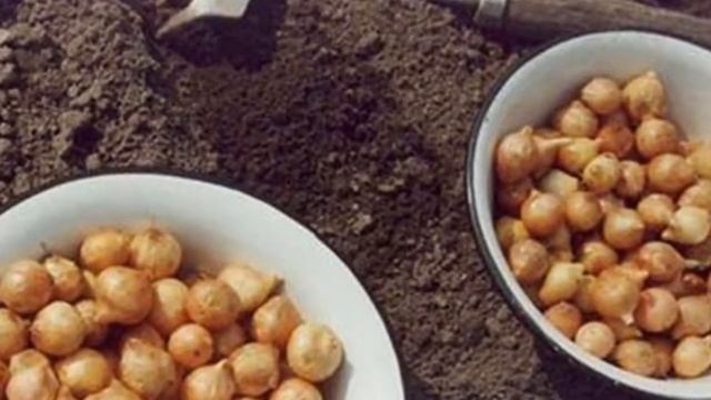 ПОСАДКА ЛУКА ВЕСНОЙ || Весенняя посадка Подготовка и посадка лука севка весной смотреть онлайн