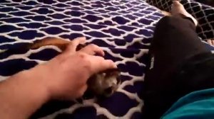 Игра с сурикатом