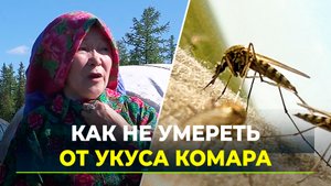 Гнус на Ямале: чем могут быть опасны назойливые кровососущие?