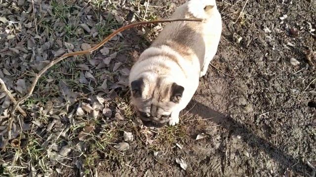 Мопс кушает траву. Мопс. Мопсик. Собака. Мопс собака. Собака мопс. смотреть онлайн