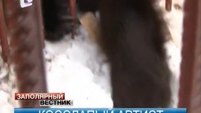 Ненецкий Мишка пойдет в артисты смотреть онлайн