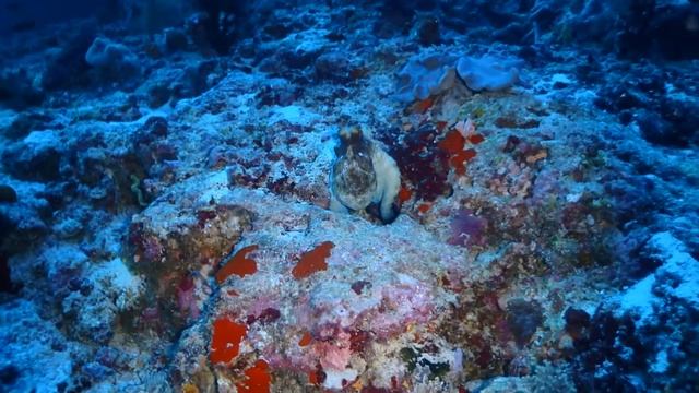 Малыш Скат - Орляк и стаи полосатых Луцианов. Дайвинг на Мальдивах 2019. 3 часть смотреть онлайн