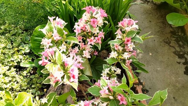 Вейгела цветущая Вариегатная (НАНА ВАРИЕГАТА) в мое саду. Weigela blooming NANA VARIEGATA.